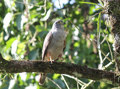 Rufous-thighed Kite (Harpagus diodon)