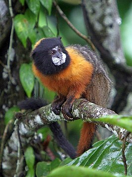 Goudmanteltamarin