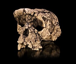 Crâne de Toumaï (Sahelanthropus tchadensis) d'environ 7 millions d'années.