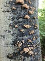 Patches of S. spongiosa growing on a beech trunk