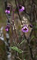 Senecio garcibarrigae