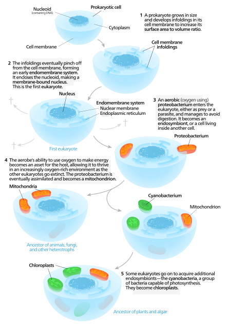 An autogenous model of the origin of eukaryotic cells. Evidence now shows that a mitochondrion-less eukaryote has never existed, i.e. the nucleus was acquired at the same time as the mitochondria. Serial endosymbiosis.svg