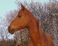 Aladin, jeune alezan en 2004, profil rectiligne, près d’Aix-la-Chapelle en Allemagne.