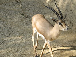 Gazella