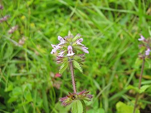 Miirkrüüs (Stachys arvensis)