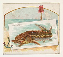 Illustrated and full color drawing of sturgeon fish, water from a lake can be seen in the background.