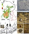 Distribution des monticules de dépôts de déchets des termites Syntermes dirus dans le nord-est du Brésil et leurs réseaux de tunnels associés.