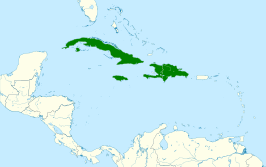 Cubaanse palmgierzwaluw