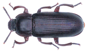 Tenebrio molitor