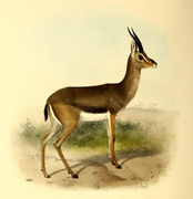 Drawing of brown and white bovid