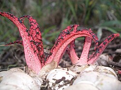 Devil's fingers, Clathrus archeri, emerging from its gasteroid 'eggs' Tintenfischpilz 1a.JPG