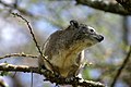 Southern tree hyrax (Dendrohyrax arboreus)
