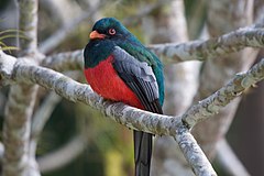 ♂ Trogon massena