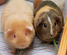 Two Adult Guinea Pigs (cropped).jpg