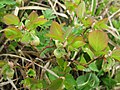 Vaccinium shikokianum 3. 
 JPG