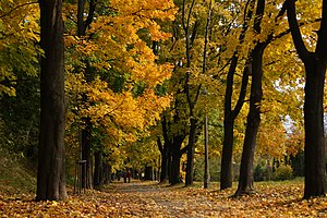 Waszyngton Av, autumn, Krakow, Poland.jpg