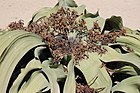 Welwitschia mirabilis S&J6.jpg