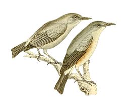 Illustration av John Gerrard Keulemans