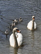 De voorste zwaan houdt eenden en meerkoetjes uit de buurt van de jongen