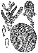 Araucaria brasiliensis.