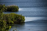 Reeds at the coast, some birds