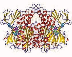 Dihydrolipoyl-Dehydrogenase