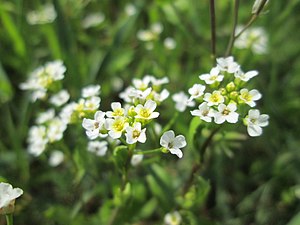 백회냉이(Calepina irregularis)