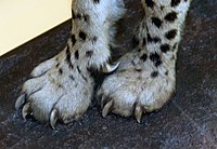 Forepaws of a cheetah featuring blunt claws and the sharp, curved dewclaw