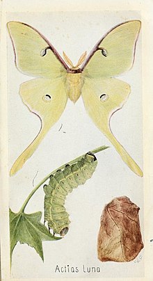 Actias Luna Fieldbookofinsec00lutz 0195.jpg