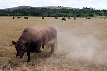 A bull paws up dust in a threat display. Angry Bull in Pasture.jpg