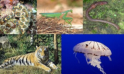 Left to right: Hapalochlaena lunulata (a mollusk), Sphodromantis viridis (an arthropod), Lumbricus terrestris (an annelid), Panthera tigris (a chordate), and Chrysaora colorata (a cnidarian).