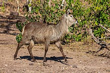 Antílope acuático (Kobus ellipsiprymnus), parque nacional de Chobe, Ботсуана, 2018-07-28, DD 49.jpg