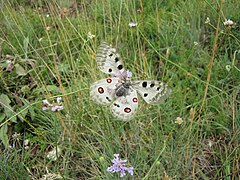 La papillon Apollo du Gran Sasso.