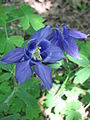 Aquilegia vulgaris