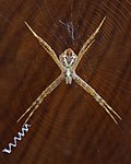 Miniatura para Argiope versicolor