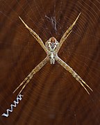 Female juvenile on her web, ventral view, Laos. Visible stabilimentum (web decoration).
