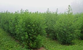 Artemisia annua being grown as a field crop in West Virginia for the production of artemisinin, 2005 Artemisia annua West Virginia.jpg