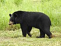 תמונה ממוזערת עבור דוב שחור אסייתי