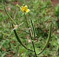 at Ananthagiri Hills, in Rangareddy district of Andhra Pradesh, India.