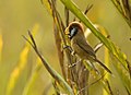 Black-breasted parrotbill at Manas National Park, Assam, India