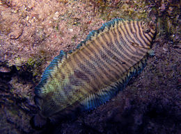 Soleichthys heterorhinos