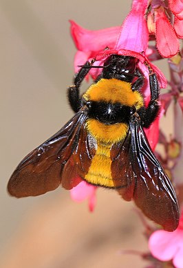 Bombus sonorus