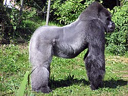 Gorilo en la Zoo de Bristol (Gorilla gorilla gorilla)