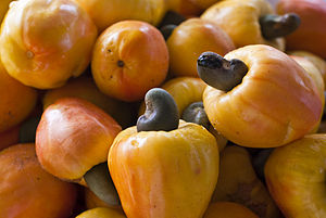 Cashew fruits and nuts.