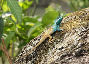 Calotes mystaceus кеселек, Кейбул-Ламджао миллет паркда (Манипур, Индия)