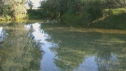 A view of a spring of water in Capralba