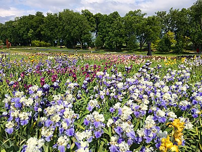 Irises filed at the Château Vullierens