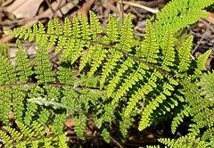 Cheilanthes lendigera 3