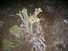 Cholla cactus in bloom at night