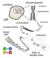 Hình 2: Cấu trúc DNA và NST ở trạng thái siêu xoắn (phía trên ảnh) và dãn xoắn (phía dưới).